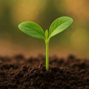 Plántulas Maderables o Frutales